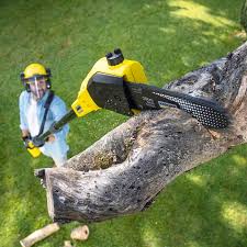 Professional Tree Removal in Wintersville, OH