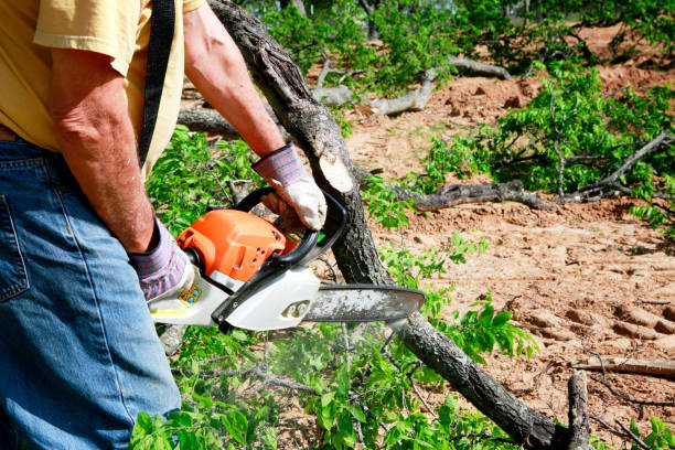 How Our Tree Care Process Works  in  Wintersville, OH